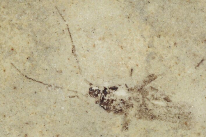 Fossil Insect (Homoptera) - Cereste, France #255956